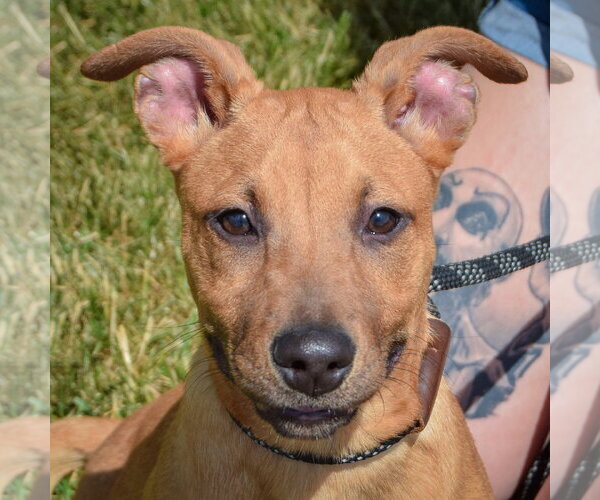 Medium Photo #7 American Staffordshire Terrier-Boxer Mix Puppy For Sale in Huntley, IL, USA