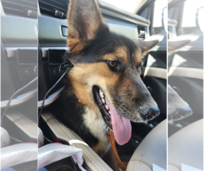German Shepherd Dog-Siberian Husky Mix Dogs for adoption in La Grange , NC, USA