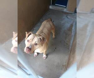 Mutt Dogs for adoption in Chula Vista, CA, USA