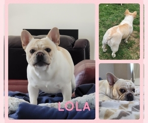 Mother of the French Bulldog puppies born on 08/09/2025