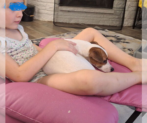 Medium Photo #4 Italian Greyhuahua Puppy For Sale in Arlington, WA, USA