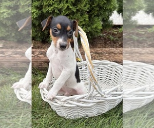 Jack-Rat Terrier Puppy for sale in MIDDLEBURY, IN, USA