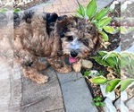 Small Photo #2 Goldendoodle-Miniature Bernedoodle Mix Puppy For Sale in SOUTH ORANGE, NJ, USA