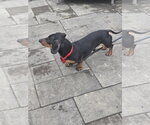 Small #5 Dachshund