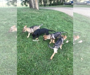 German Shepherd Dog Puppy for sale in MARION, SD, USA