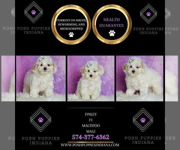 Medium Photo #49 Maltipoo (Miniature) Puppy For Sale in WARSAW, IN, USA