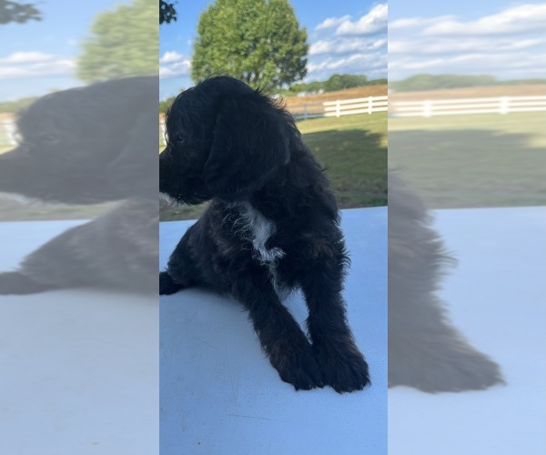 Medium Photo #4 Beagle-Poodle (Toy) Mix Puppy For Sale in NORWOOD, NC, USA