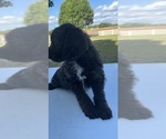 Small #3 Beagle-Poodle (Toy) Mix