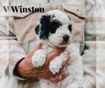 Small #4 Bernedoodle (Miniature)
