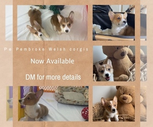 Pembroke Welsh Corgi Puppy for Sale in SANTA PAULA, California USA