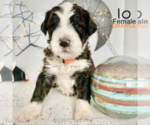 Small Photo #12 Bernedoodle Puppy For Sale in BROOMFIELD, CO, USA