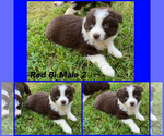 Puppy 1 Australian Shepherd