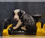 Small Photo #189 Border Collie Puppy For Sale in NORBORNE, MO, USA