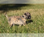Small #2 Pug
