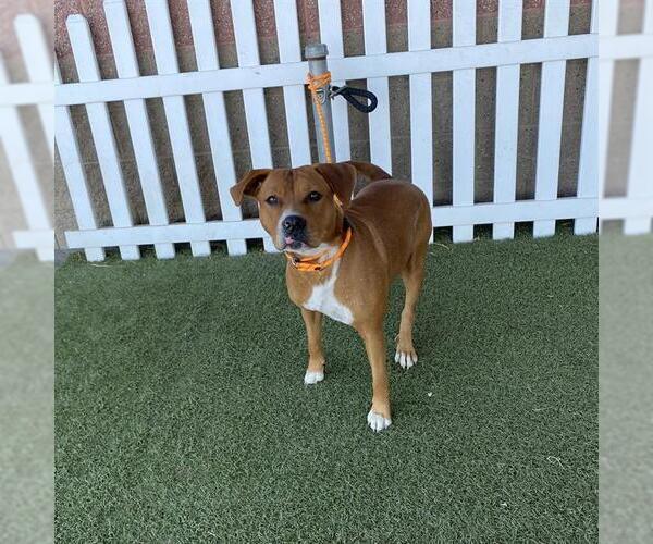 Medium Photo #1 Mutt Puppy For Sale in Modesto, CA, USA