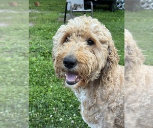 Mother of the Australian Labradoodle-Poodle (Standard) Mix puppies born on 06/02/2025
