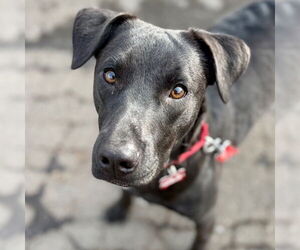 Labrador Retriever-Unknown Mix Dogs for adoption in Canton, CT, USA