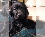 Small Photo #1 Labrador Retriever Puppy For Sale in LONGVIEW, WA, USA