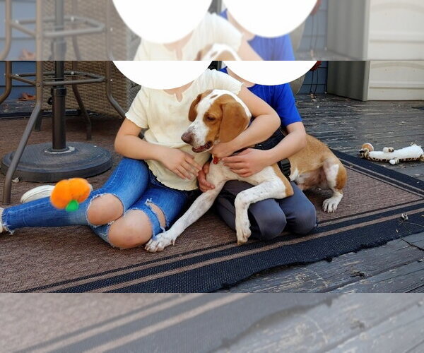 Medium Photo #7 Mutt Puppy For Sale in Rootstown, OH, USA
