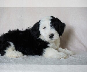 Old English Sheepdog-Poodle (Miniature) Mix Puppy for sale in FREDERICKSBG, OH, USA