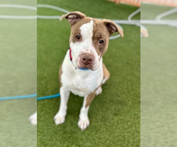 Medium Photo #3 American Pit Bull Terrier-Unknown Mix Puppy For Sale in Las Vegas, NV, USA