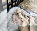 Small #24 Mutt