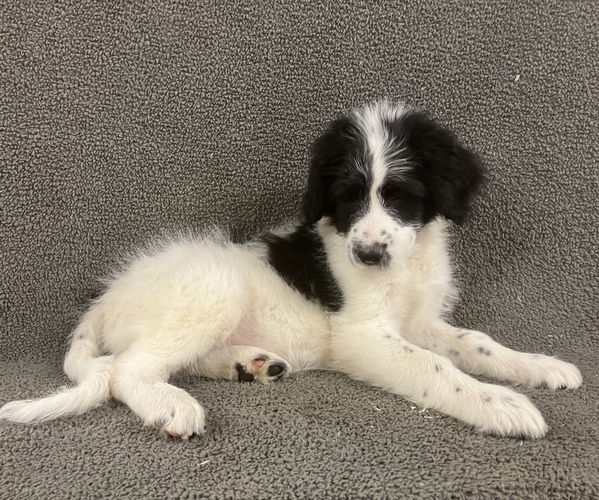 Medium Photo #24 Bordoodle Puppy For Sale in CHETEK, WI, USA