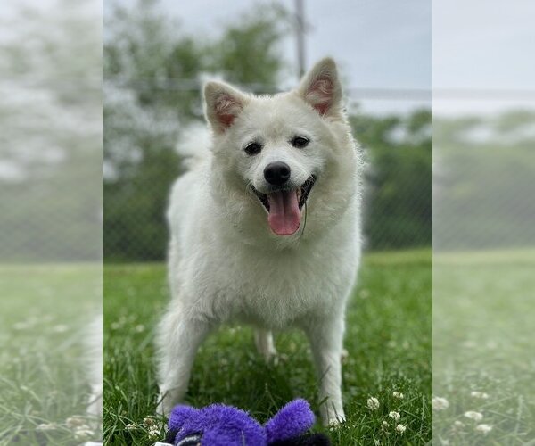 Medium Photo #17 Pomeranian-Unknown Mix Puppy For Sale in Muskegon, MI, USA
