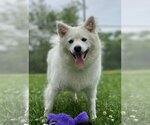 Small #16 Pomeranian Mix