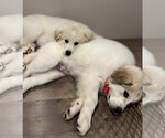 Small #3 Great Pyrenees