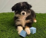 Small #3 Australian Shepherd