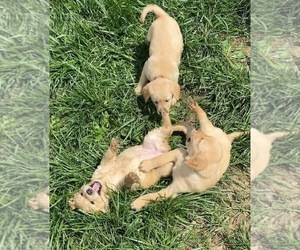 English Cream Golden Retriever-Golden Labrador Mix Puppy for Sale in LAGRANGE, Ohio USA