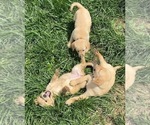 Small Photo #1 English Cream Golden Retriever-Golden Labrador Mix Puppy For Sale in LAGRANGE, OH, USA