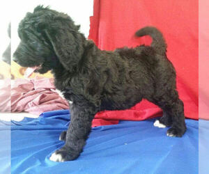 Newfypoo Puppy for sale in MILLERSBURG, OH, USA