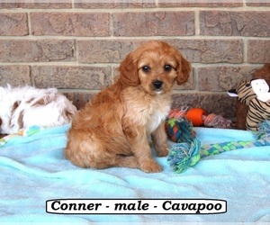Cavapoo Puppy for Sale in CLARKRANGE, Tennessee USA