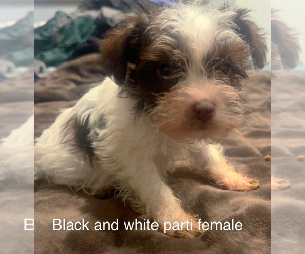 Medium Photo #2 Schnauzer (Miniature) Puppy For Sale in BAY MINETTE, AL, USA