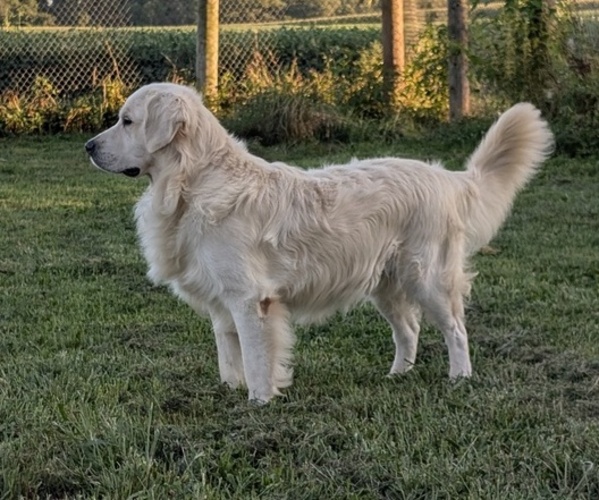 Medium Photo #1 English Cream Golden Retriever Puppy For Sale in WOOSTER, OH, USA