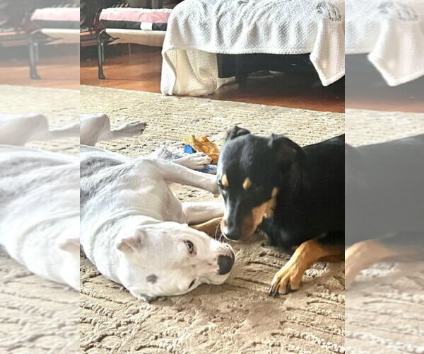 Medium Photo #8 Rotterman Puppy For Sale in New York, NY, USA