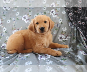 Golden Retriever Puppy for sale in SHILOH, OH, USA