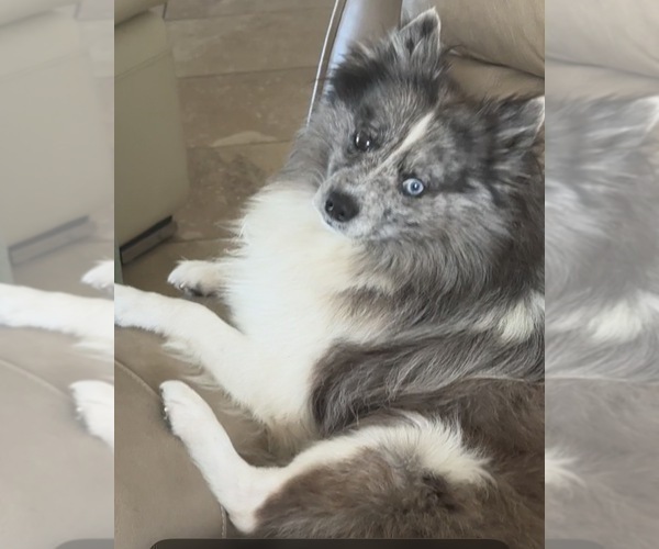 Medium Photo #12 Pomeranian Puppy For Sale in VENICE, FL, USA