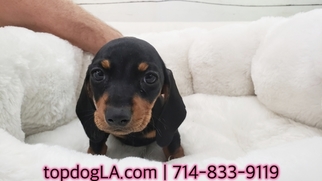 Dachshund Puppy for sale in LA MIRADA, CA, USA