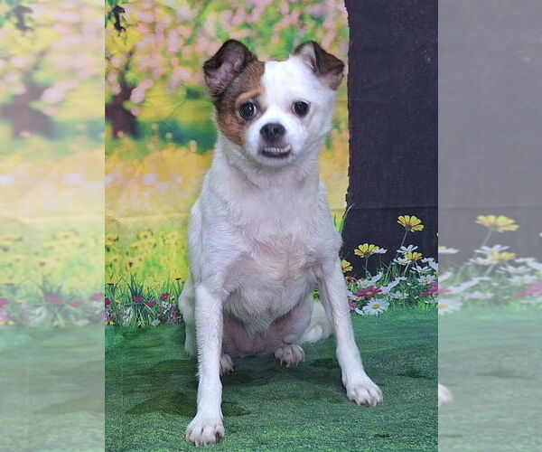 Medium Photo #1 ShiChi Puppy For Sale in Wetumpka, AL, USA