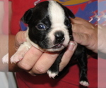 Puppy 2 Boston Terrier