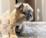 Small #18 English Bulldog