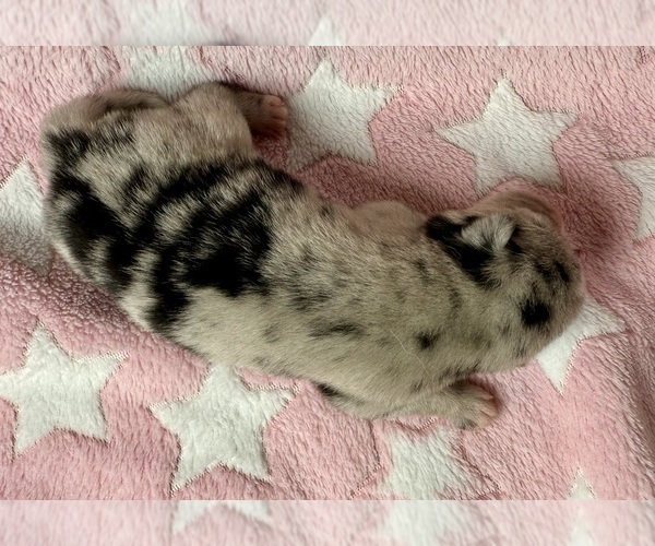 Medium Photo #6 Pomsky-Shiba Inu Mix Puppy For Sale in NASHUA, NH, USA