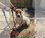 Small #1 American Staffordshire Terrier-Feist Terrier Mix