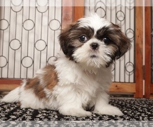 Medium Shih Tzu