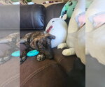 Small #2 Mutt