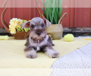 Schnauzer (Miniature) Puppy for sale in SYRACUSE, IN, USA