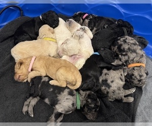 Goldendoodle Litter for sale in TUCSON, AZ, USA
